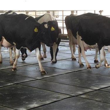 Rubber Cow Mats
