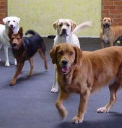 Round Dot Rubber Kennel Flooring - Slip Not Co Uk